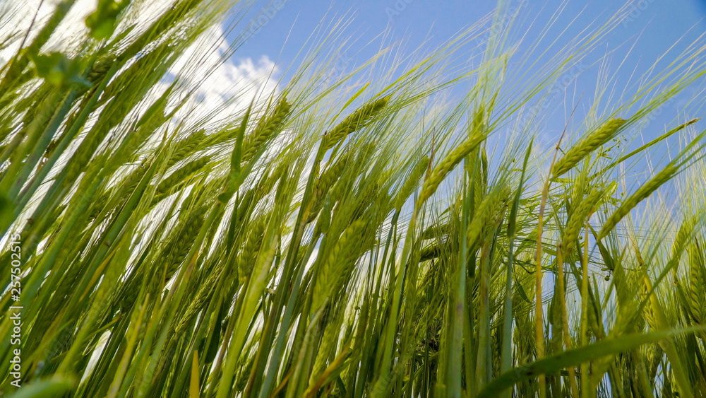 10525_The_view_of_the_barley_grains_on_the_field.jpg 10525_The_view_of_the_barley_grains_on_the_field.jpg