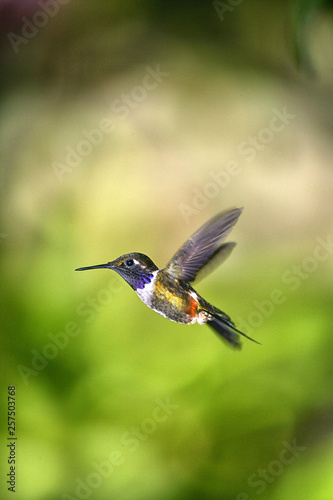 Purple-throated Woodstar -Calliphlox mitchellii-, hummingbird, in flight in its natural habitat, Tandayapa region, Andean cloud forest, Ecuador photo