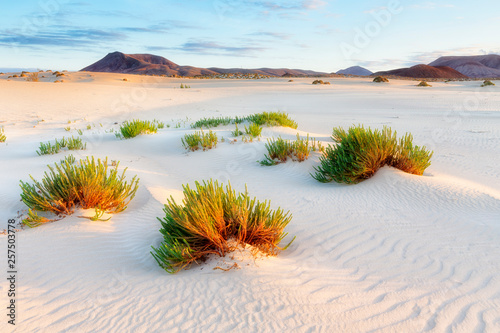 Sand dunes with plants and mountains in distance