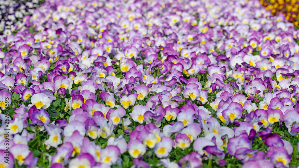 Viele bunte Hornveilchen, Viola cornuta, im Treibhaus Viele bunte Hornveilchen, Viola cornuta, im Treibhaus