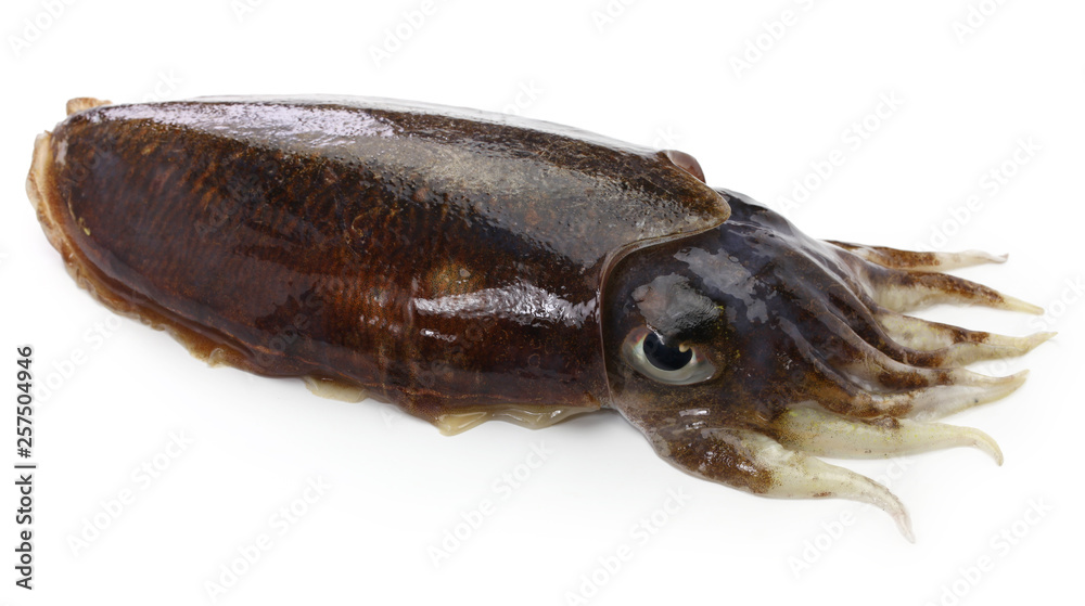 fresh cuttlefish isolated on white background fresh cuttlefish isolated on white background