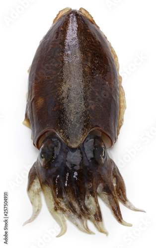 fresh cuttlefish isolated on white background photo