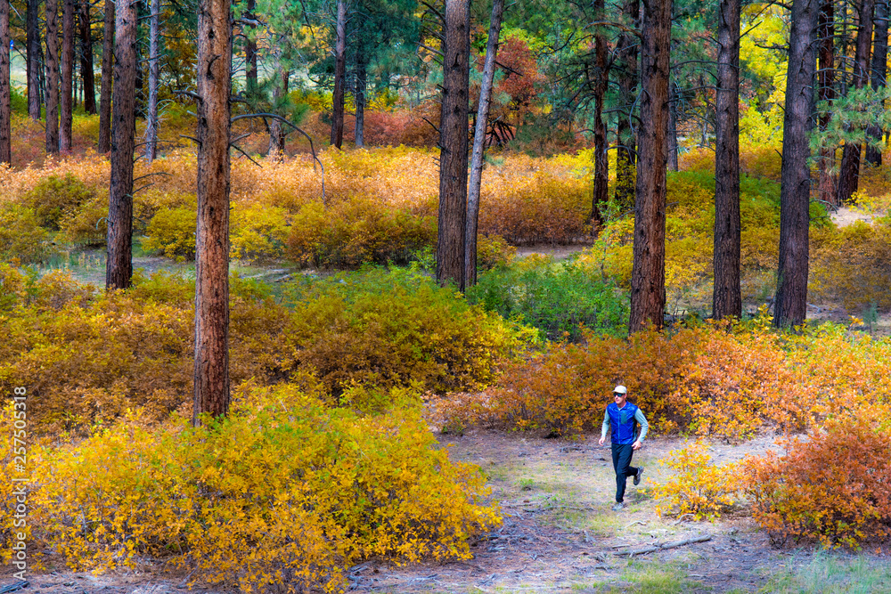 A man trail running through forest, San Juan National Forest, Durango, Colorado. A man trail running through forest, San Juan National Forest, Durango, Colorado.