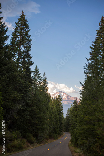 Road through forest, Shasta, California, USA photo