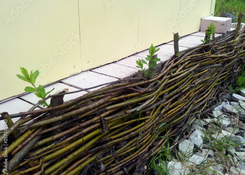 on willow hedges are rising leaves	