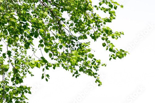 Birch twigs with the young green shining leaves hang down isolated