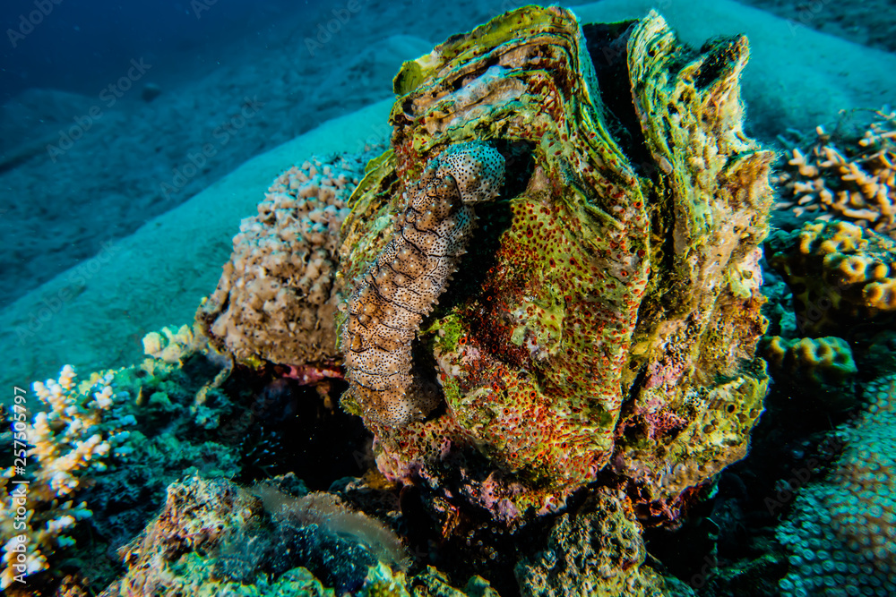 Giant Clam in the Red Sea Colorful and beautiful, Eilat Israel Giant Clam in the Red Sea Colorful and beautiful, Eilat Israel