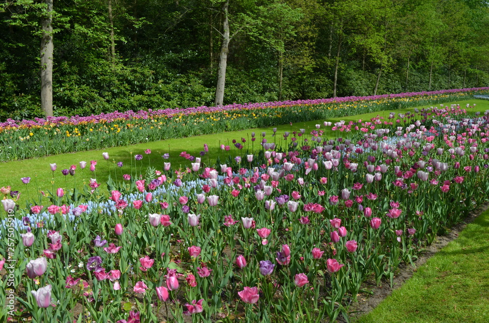 Parallel lines of colourful tulips in full bloom in a garden in a sunny spring day Parallel lines of colourful tulips in full bloom in a garden in a sunny spring day