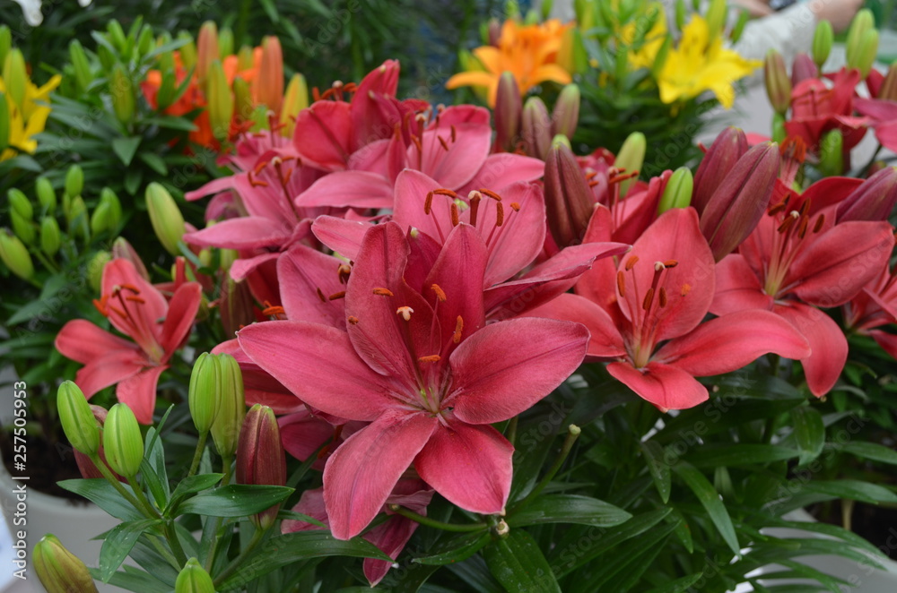 Close up of beautiful bouquet of red lilies in full bloom in a garden in a sunny summer day Close up of beautiful bouquet of red lilies in full bloom in a garden in a sunny summer day