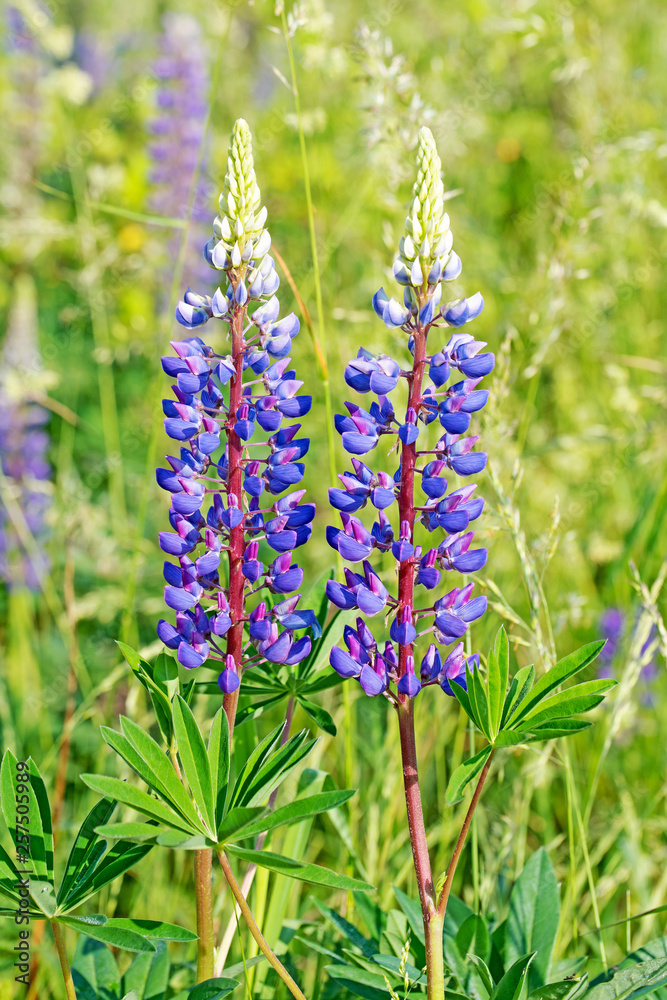 Obraz premium Blaue Lupinen, Lupinus