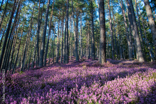 beautiful forest with pink erika flowers