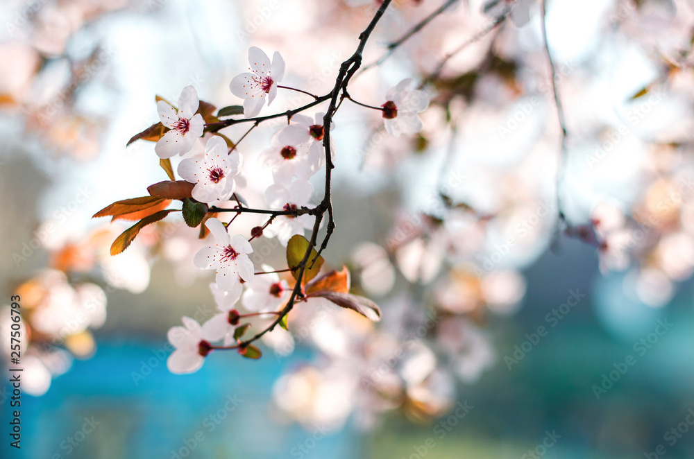 Beautiful spring background with new little blossoms on a tree and bokeh Beautiful spring background with new little blossoms on a tree and bokeh