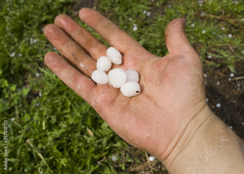 hailstones lie on a wet palm