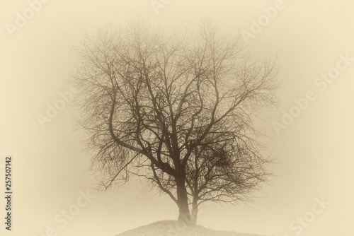 Single leafless tree in a deep fog on a hill ( vintage sepia effect).