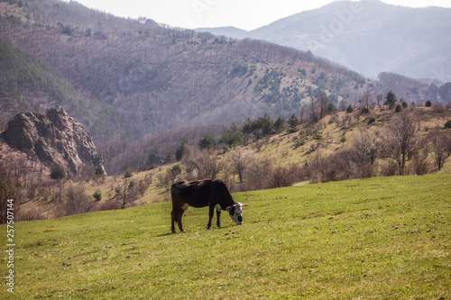 Mountain cow on green field © Petar