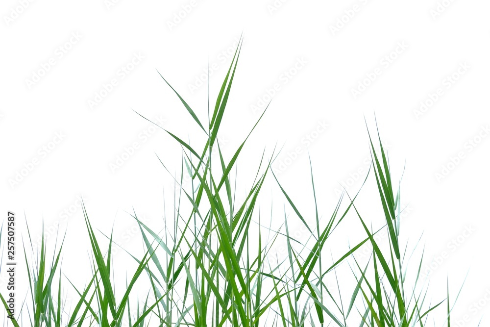 Wild grass leaves with wind blowing on white isolated background for green foliage backdrop Wild grass leaves with wind blowing on white isolated background for green foliage backdrop