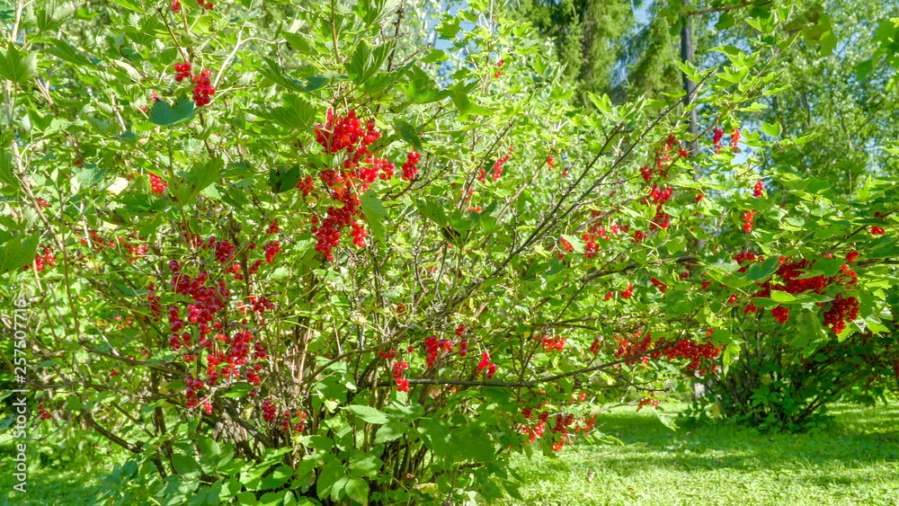 11014_The_yard_with_lots_of_redcurrant_shrubs.jpg