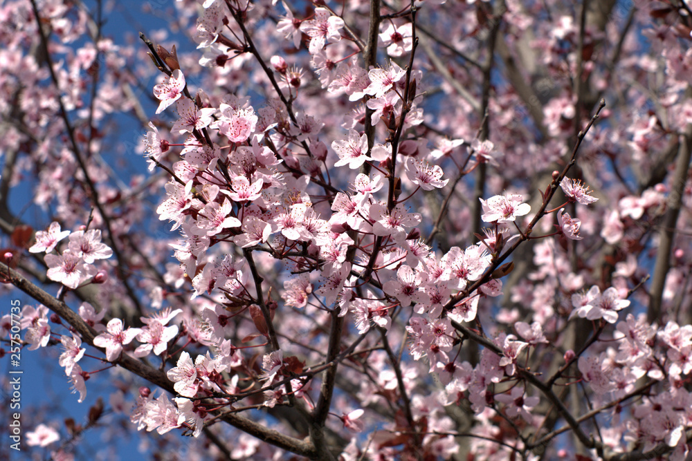 prunus,flower,tree,spring,pink,garden,petal,blooming, plant,season, floral, flora prunus,flower,tree,spring,pink,garden,petal,blooming, plant,season, floral, flora
