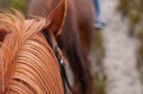 Horse riding on a sunny day. Close up of horse.