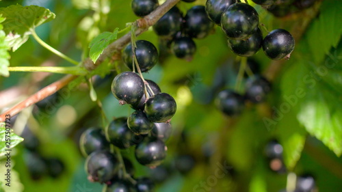 11006_Closer_look_of_the_berry_fruits_of_blackcurrant.jpg
