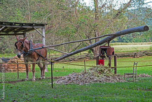 Making molasses with mule drawn equipment in Cades Cove.