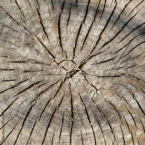 old wood texture of tree stump