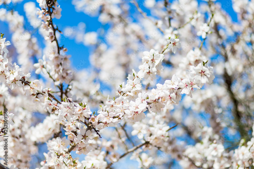 Spring cherry white blossoms. Pink flowers background.