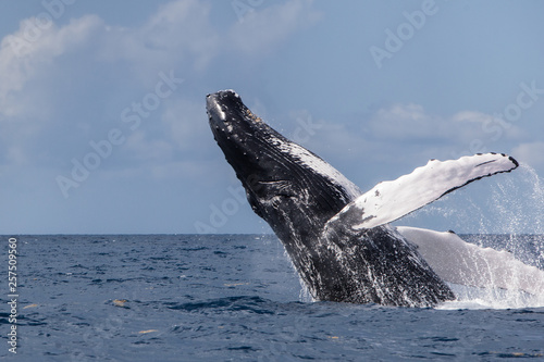 A huge Humpback whale, Megaptera novaeangliae, breaches out of the blue waters of the Caribbean Sea.