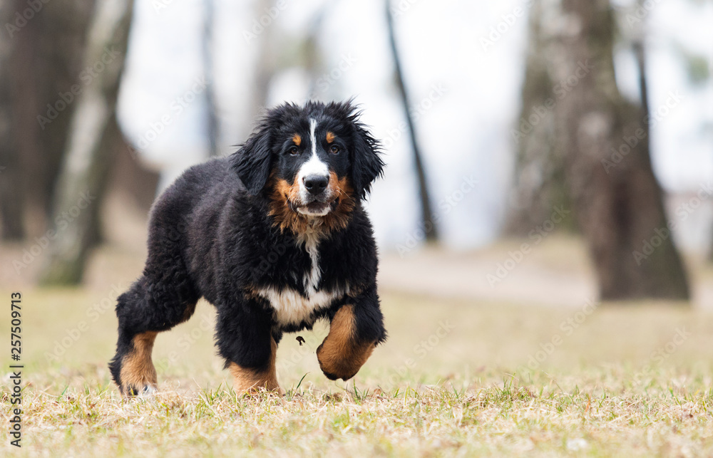 Bernese Mountain Dog puppy for a walk Bernese Mountain Dog puppy for a walk