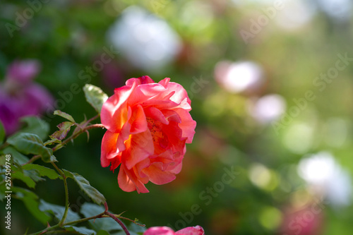 Colorful Pink Red Yellow White Rose and Flowers