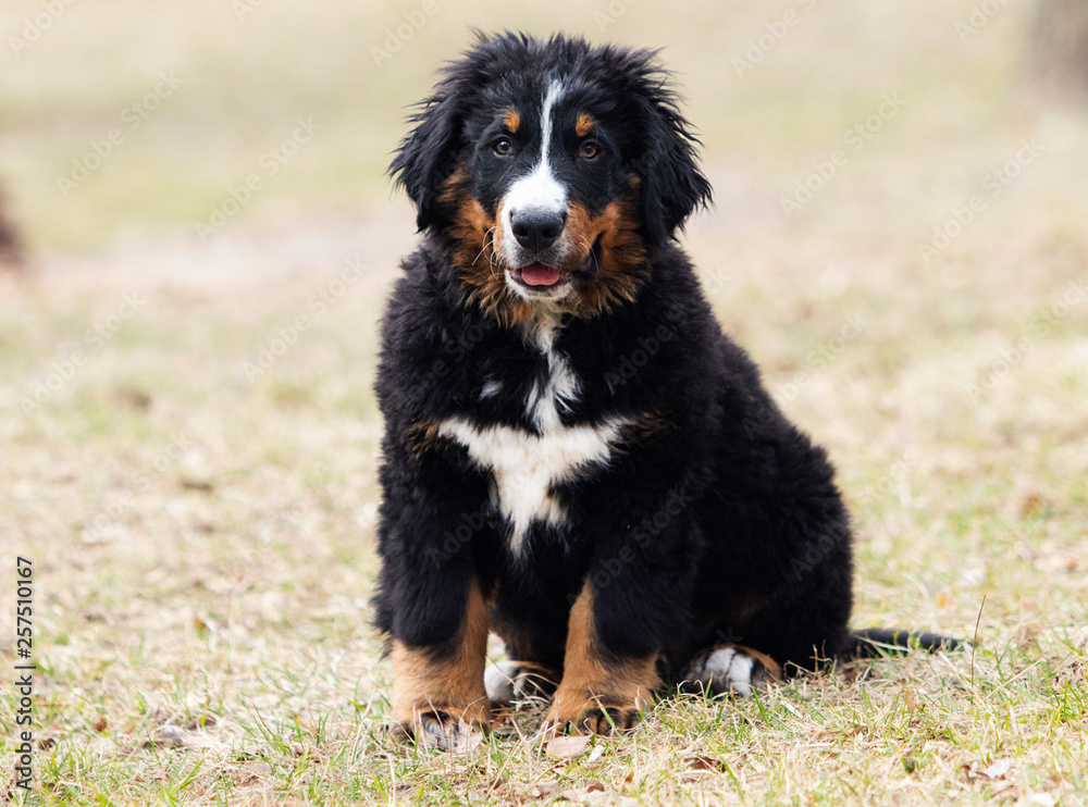 Bernese Mountain Dog puppy for a walk Bernese Mountain Dog puppy for a walk