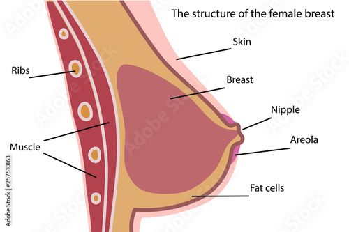 The structure of the female breast.Mammary gland.