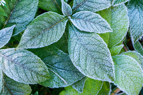 Close up of frosty leaves in fall