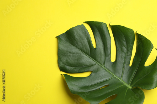 Leaf of tropical monstera plant on color background, top view with space for text