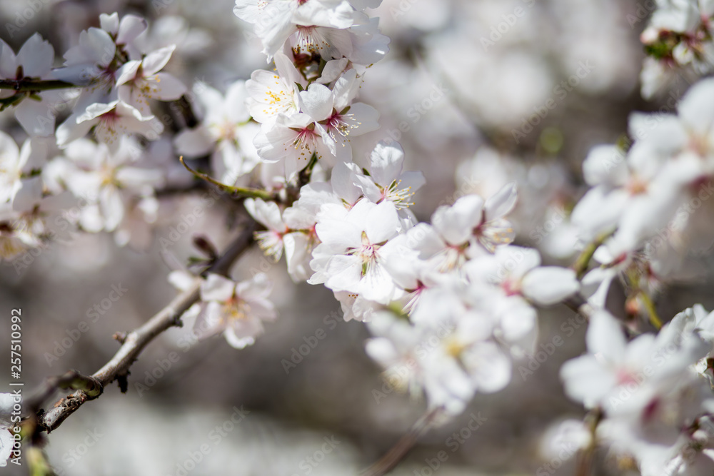 Spring cherry white blossoms. White flowers background.