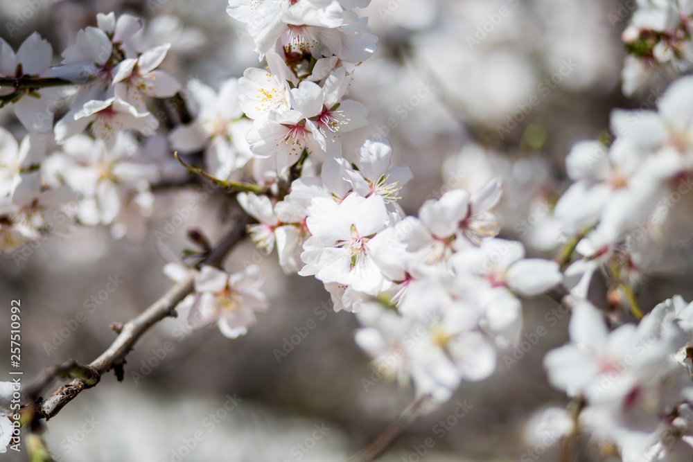 Spring cherry white blossoms. White flowers background. Spring cherry white blossoms. White flowers background.