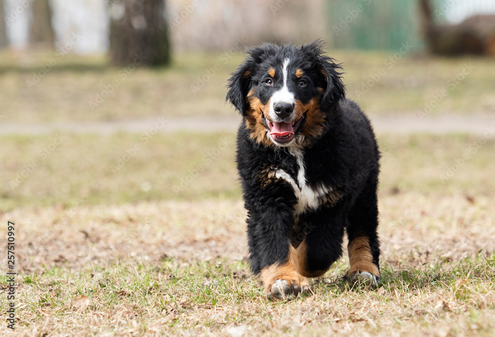 Bernese Mountain Dog puppy for a walk