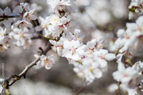 Spring cherry white blossoms. White flowers background.