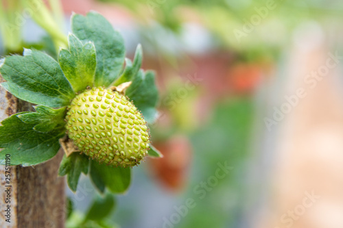 green unripe strawberry in grrenhouse in the mountains of malaysia