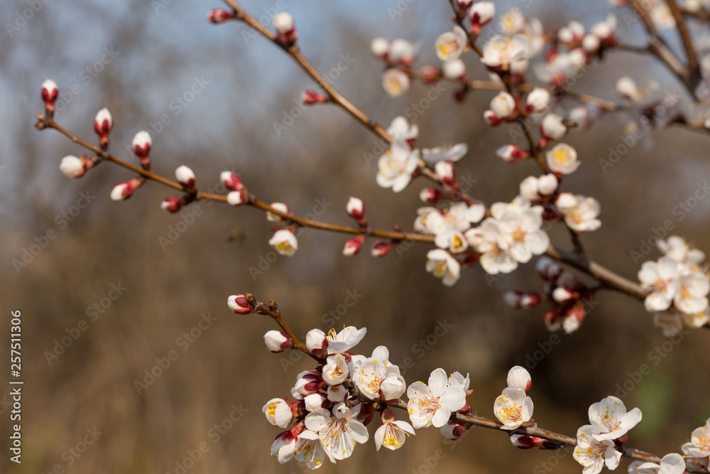 Blossoming tree in spring close-up. Spring branch with beautiful white flowers against the blue sky. Blossoming tree in spring close-up. Spring branch with beautiful white flowers against the blue sky.