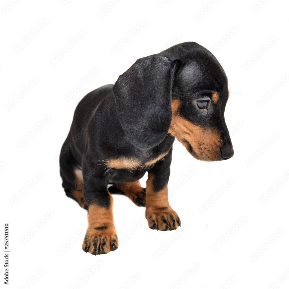 Sitting two-month smooth black and tan dachshund puppy on white background