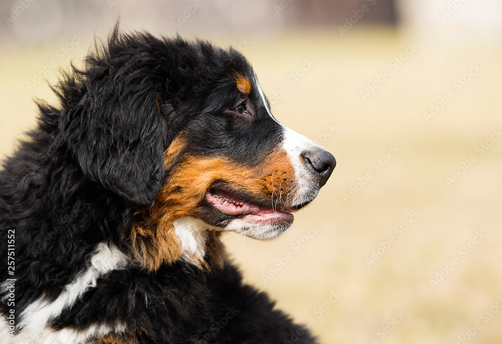 portrait puppy breed bernese mountain dog for a walk portrait puppy breed bernese mountain dog for a walk