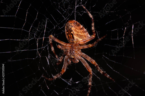 spider araneus