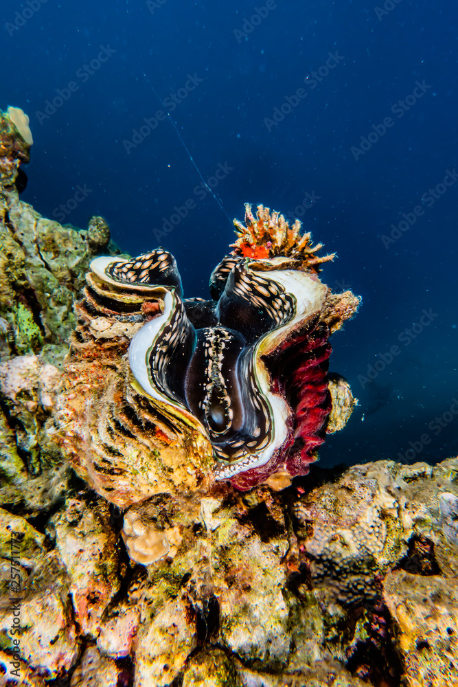 Giant Clam in the Red Sea Colorful and beautiful, Eilat Israel Giant Clam in the Red Sea Colorful and beautiful, Eilat Israel