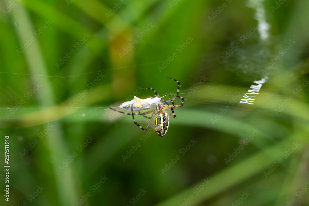 Argiope bruennichi spider wasp Argiope bruennichi spider wasp