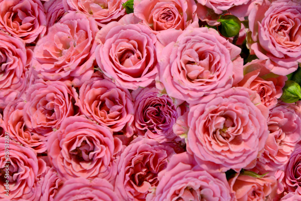 Pink roses background Pink roses background