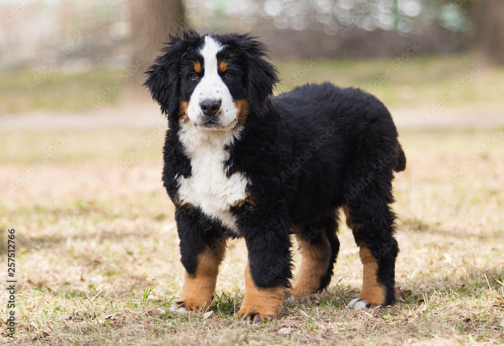 Bernese Mountain Dog puppy for a walk Bernese Mountain Dog puppy for a walk