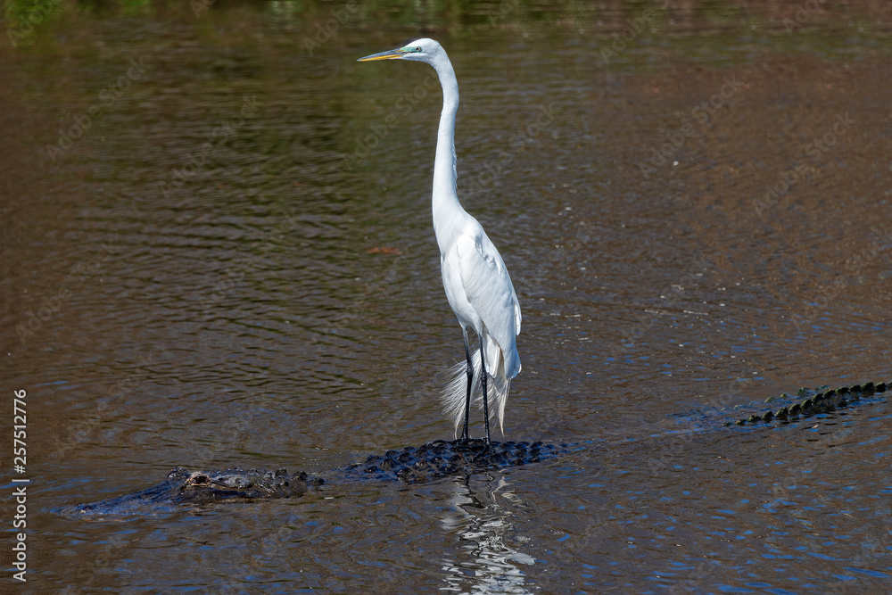 Great Egret Hitching A Ride On An Alligator