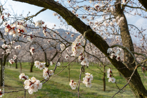 Frühlingshafte Marillenblüten der Wachauer Marillen in der Wache in Niederösterreich photo