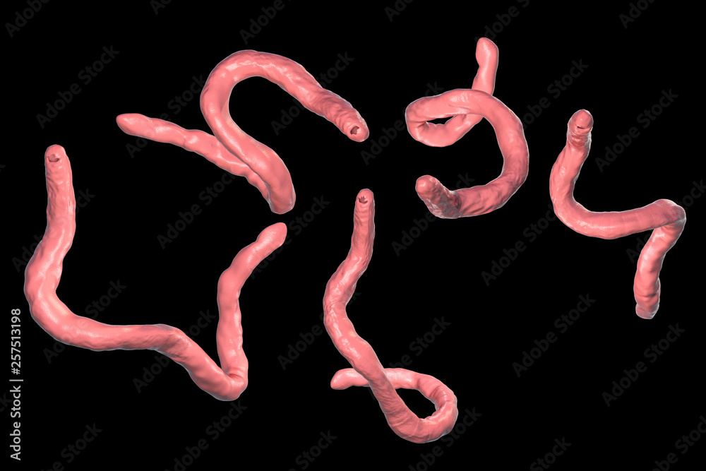 Obraz premium Parasitic hookworm Ancylosoma, 3D illustration. Ancylostoma duodenale can infect humans, dogs and cats, its head has several tooth-like structures
